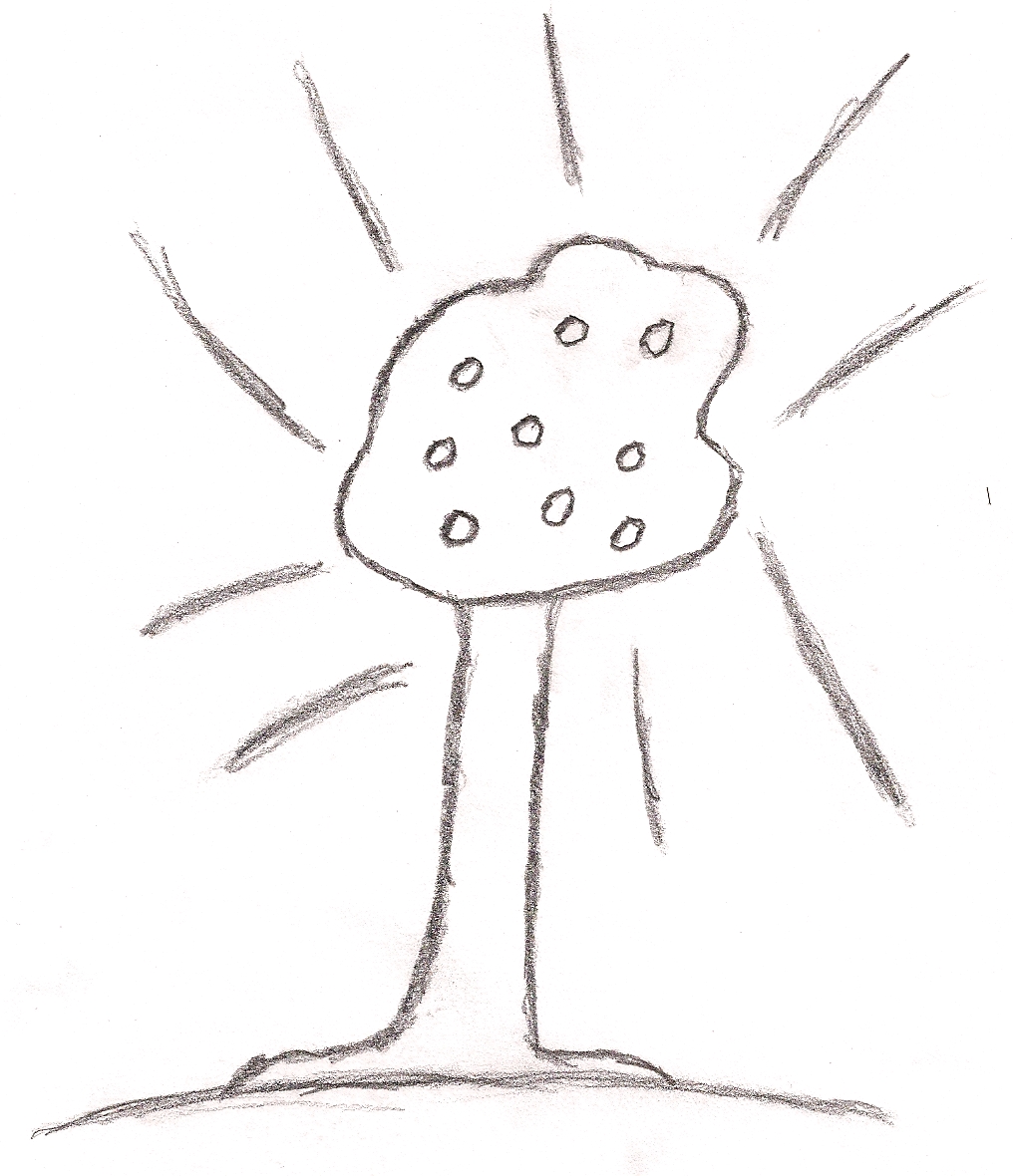 pencil drawing of an apple tree