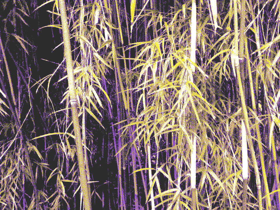 photo of bamboo dithered with the colours of the non-binary flag
